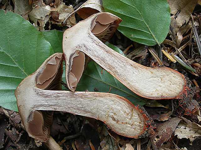 Cortinarius (Telamonia) bulliardii (Pers.) Fr.